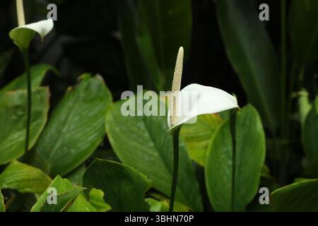 Schöne Friedenslilien wachsen im Garten, Nahaufnahme Stockfoto