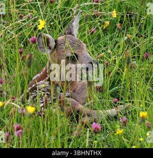 Eine neue späte Ankunft in den Cotswolds Hills Ein Reh-Rehkitz (Capreolus capreolus), das das Gras versteckt Stockfoto