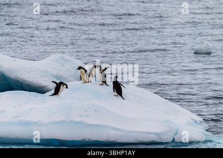 Eine Gruppe von Adelie-Pinguinen - Pygoscelis adeliae - steht auf einem Eisberg in der Nähe von Prospect Point, entlang der Antarktischen Halbinsel Stockfoto
