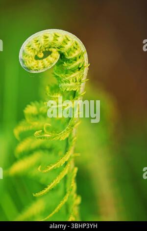 Auf diesem Makrofoto wird der zarte, sich ausbreitende Farnkopf mit seiner perfekten Spiralform, auch bekannt als fiddlehead, auf wundervolle Weise aufgenommen Stockfoto