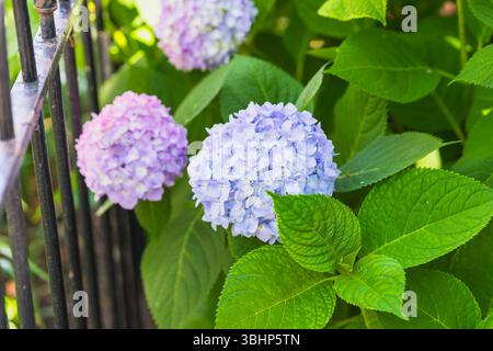 Die Blüten der Hortensie in voller Blüte bringen leuchtende Farben in eine üppig grüne Gartenlandschaft. Stockfoto