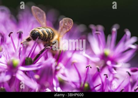 Ein detailreiches Nahfoto, das eine Biene auf einer leuchtenden violetten Blume zeigt, die ihre komplexen Merkmale und Farben zeigt Stockfoto