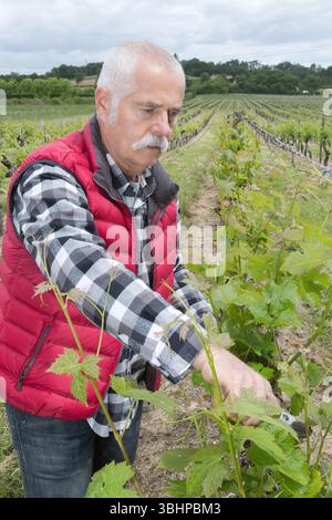 Mann im Weinberg kontrolliert Drohne vom Boden aus Stockfoto