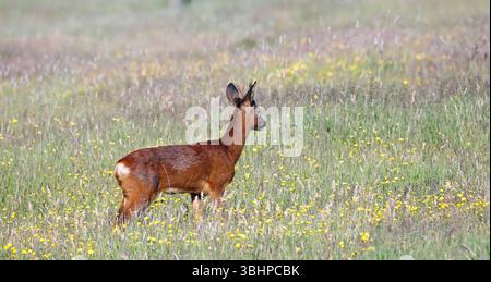 Weibliches Reh auf einer Wiese Stockfoto