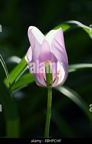Zarte pinkfarbene Tulpenblüte mit Stigma im vertikalen Format Stockfoto