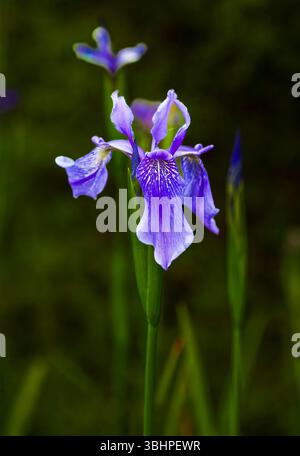 Bild einer blau-violetten sibirischen Iris, die in einem Blumenbeet wächst Stockfoto