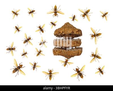 Wespennest mit Wespen isoliert auf weißem Hintergrund Stockfoto