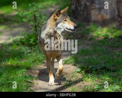 Ein Wolf läuft auf einem Waldweg am Morgen im Sommer Stockfoto