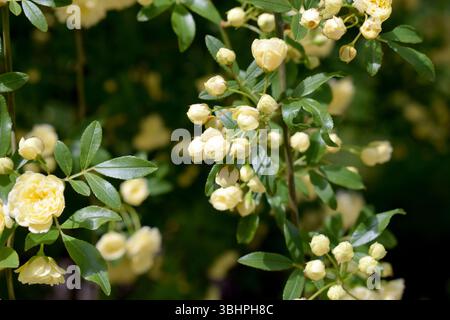 Blühender Rosenstrauch mit gelben Blüten im Garten Stockfoto