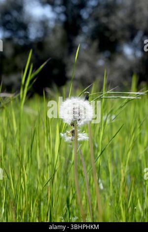 Löwenzahn auf einer grünen Wiese mit weißen, flauschigen Samen Stockfoto