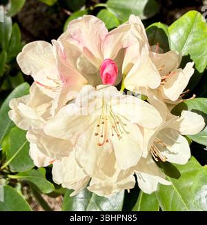 Rhododendron weiße Blüten, vielleicht die Sorte Cunninghams White. Blumen im botanischen Garten oder Park im Sommer. Hochwertige Fotos Stockfoto