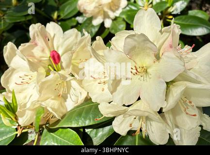 Rhododendron weiße Blüten, vielleicht die Sorte Cunninghams White. Blumen im botanischen Garten im Sommer. Hochwertige Fotos Stockfoto