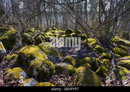 Moosbedeckte Felsen in Laubwäldern Stockfoto