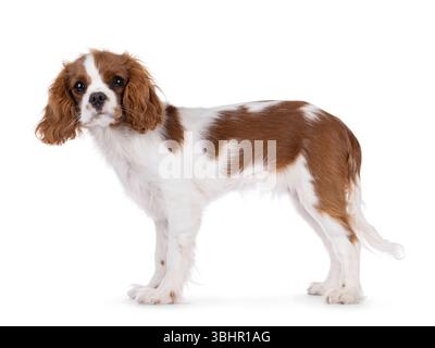 Niedliches braunes und weißes Cabalier King Charles Spaniel Hündchen, seitlich stehend. Aufmerksamer Blick auf die Kamera. Isoliert auf weißem Hintergrund. Stockfoto