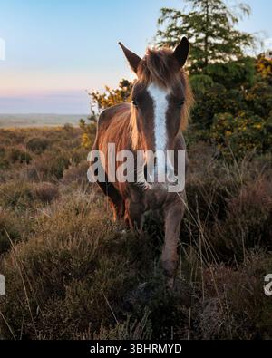 New Forest Ponies in Heather bei Sonnenaufgang Stockfoto
