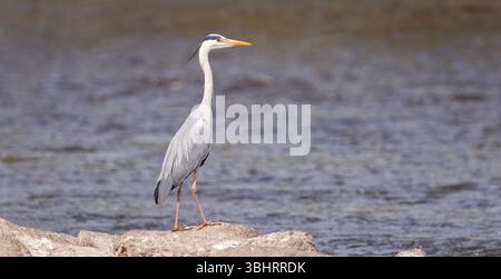 Ruhige Szene mit Reihgrau und ardea cinerea, die auf Felsen am Fluss stehen. Der Vogel thront anmutig und spiegelt die natürliche Umgebung und den Hochli wider Stockfoto