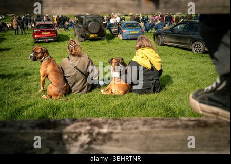 Zwei Frauen, die auf Grasbank sitzen, mit zwei Boxerhunden, die Pferderennen von Punkt zu Punkt beobachten, Stockfoto