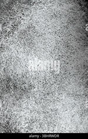 Close-up-Makro von Schwarzschimmelsporen auf weißem Pilzmyzel. Organische Struktur, natürliche Kontaminationsstruktur, ideal für Hintergründe, Wissenschaft, Stockfoto