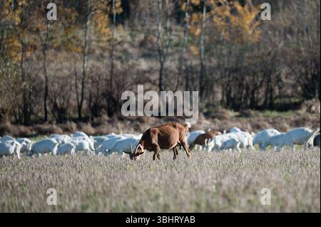 In einer ruhigen Landschaft grasen Kühe und Ziegen auf üppig grünem Gras, während Herbstfarben die Bäume bemalen. Sonnenlicht filtert durch die Blätter und erzeugt eine tr Stockfoto
