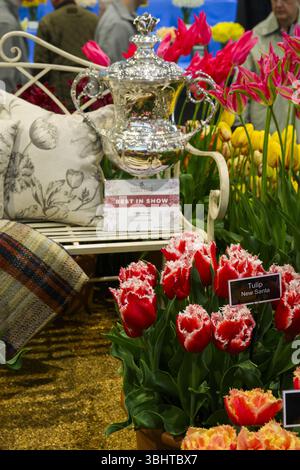 Wunderschöne, hellere Blüten (Gartenbauveranstaltung, Zwiebelstauden, Tulipa-Sorte) - Harrogate Spring Flower Show 2025, Yorkshire England, Großbritannien. Stockfoto