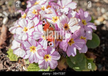 Ein Pfauenfalter, Aglais io, auf einigen rosafarbenen Blüten im Frühjahr. Dorset, England, Großbritannien Stockfoto