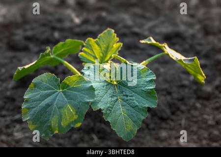 Junge Kürbispflanze mit großen grünen Blättern, die im Gartenboden wachsen. Abendsonne hebt das frische Laub hervor. Konzept der Landwirtschaft, Bio-Gardeni Stockfoto