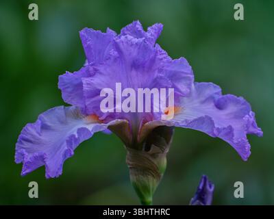 Üppige bunte Irisblumen aus nächster Nähe Stockfoto