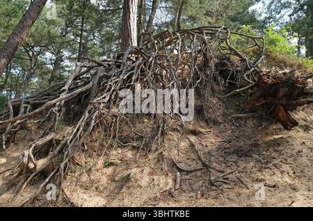 Freiliegende Baumwurzeln, holkham-Kiefernwälder, Nord-norfolk, england Stockfoto