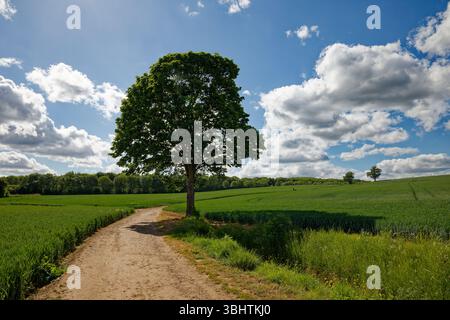 A single tree beside a farm track between fields of growing wheat with a wooded background on a sunny day near Cusworth, Doncaster, South Yorkshire. Stockfoto