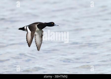 Adulte männliche Tufted Pochard (Aythya fuligula) im Flug Stockfoto