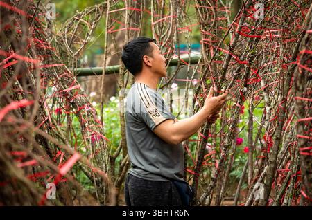 Ein vietnamesischer Mann wählt eine dekorative große Pfirsichblüten-Filiale (hoa dao) für einen Kunden auf einem Mondneujahrsmarkt in Hamnoi, Vietnam. Stockfoto