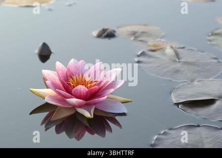Seerosen auf dem Teich Stockfoto