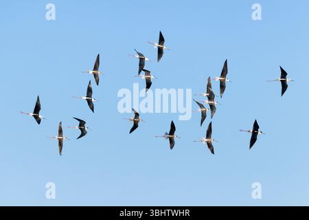 Schwarzflügelpfahl Himantopus himantopus, erwachsene Herde im Flug, Etang de Vaccarès, Provence, Frankreich, Dezember Stockfoto