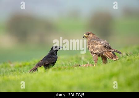Aas-Krähe Corvus Corone & Bussard Buteo buteo, Erwachsene auf der Suche im Grasland, Berwick Bassett, Wiltshire, Großbritannien, April Stockfoto
