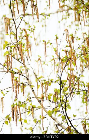 Birkenbaumzweige mit Katzenkindern und jungen grünen Blättern. Das Erwachen der Natur im Frühling. Stockfoto