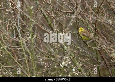 Yellowhammer Emberiza citrinella, erwachsener Mann in Hecke, Avebury Trusloe, Wiltshire, Großbritannien, April Stockfoto