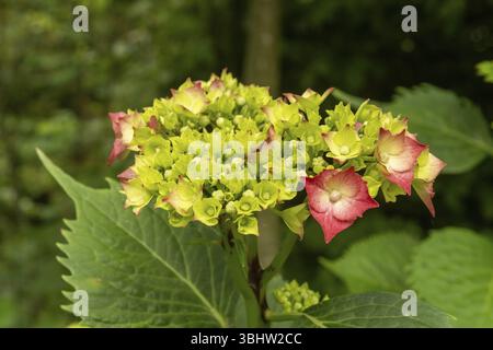 Borken, NRW, Deutschland, Hortensie Blumenkopf blüht im Garten, zeigt zarte rosa und grüne Blüten, Europa Stockfoto