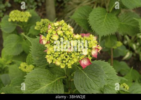 Borken, NRW, Deutschland, Nahaufnahme von Hortensie Macrophylla Blumenkopf mit rosa und gelben Blüten, wächst in einem Garten, Europa Stockfoto