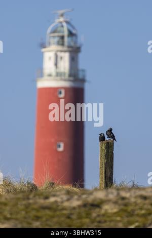Roter Leuchtturm mit Krähen (Corvus) auf einem Holzpfosten und klarem Himmel, de Cocksdorp, Eierland, Texel, Westfriesische Inseln, Nord-Holland, Niederlande Stockfoto