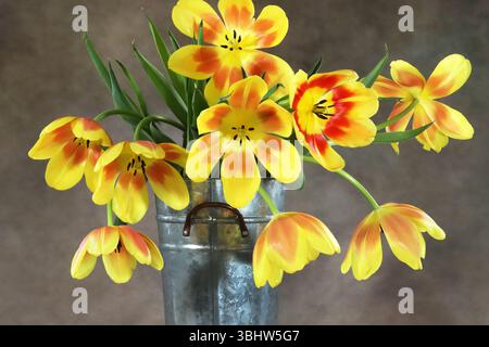Porträt einer Metallvase aus gelben und roten Tulpen in voller Blüte auf einem glatten Hintergrund. Stockfoto