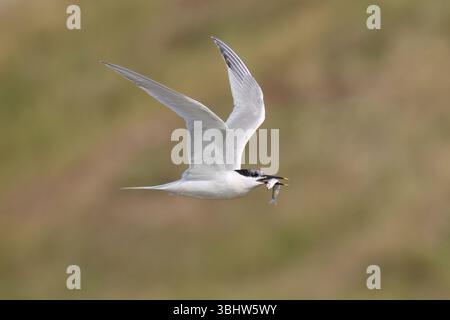 Sandwich-Tern, die ihre Jungen mit Nahrung versorgen, im Hodbarrow RSPB Reserve in Cumbria Stockfoto