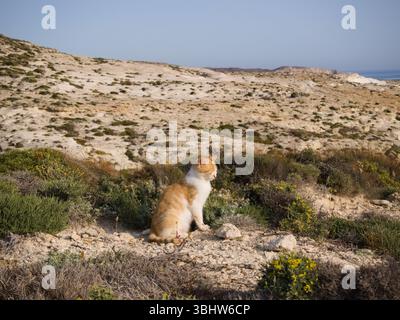 Ruhige Katze, die auf einem rustikalen Feld unter dem warmen mediterranen Sonnenaufgang sitzt und Ruhe ausstrahlt. Stockfoto