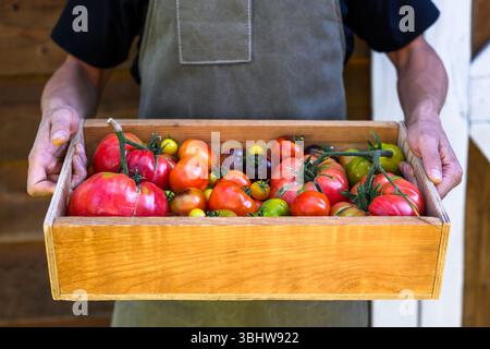 Holzkiste voller gepflückter Tomaten in Bauernhänden, mit rustikaler Schürze. Ernte im Hinterhof mit Lebensmitteln vom Bauernhof bis zum Tisch und grünem Gartenbau Stockfoto
