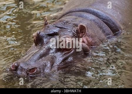 Kopf eines unter Wasser getauchten Nilpferdes Stockfoto