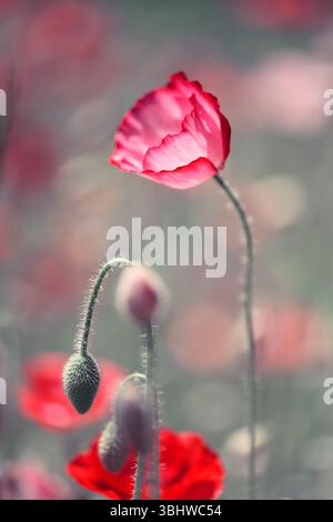 Blühender roter Mohn auf Mohnfeld Nahaufnahme. Naturfotografie Stockfoto