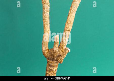 Nahaufnahme des Dracaena-Stammes mit zwei Stielen und zwei Stammsprossen. Triebe Schnitte sind mit Kerzenwachs auf grünem Hintergrund versiegelt Stockfoto