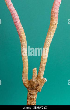 Vertikale Nahaufnahme des Dracaena-Stammes mit zwei Stielen und zwei Stammsprossen. Triebe Schnitte sind mit Kerzenwachs auf grünem Hintergrund versiegelt Stockfoto
