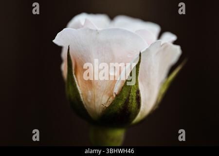 Neue Rose in Blüte mit Regentropfen nach einer Sommerdusche Stockfoto