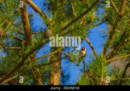 Europäischer Goldfink – Carduelis carduelis posiert im Baum Stockfoto