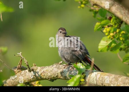 Grauer Katzenvogel, der auf einem Ast thront Stockfoto